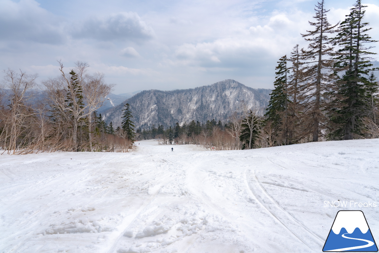 札幌国際スキー場｜2023・ゴールデンウィークがスタート！心配された雪ですが…。大丈夫、ちゃんと残ってくれました(^_-)-☆